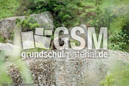 Tschakma Pavian (34 von 48).jpg